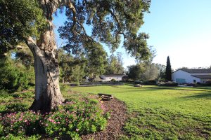 Lambert Campus With Oak Tree Flowers And Green Grass At Dusk Pacifica Graduate Institute